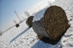 Insolite rotoballe Insolite rotoballe