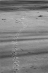 la camminata sul ghiaccio la camminata sul ghiaccio