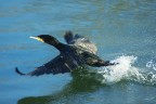 Cormorano al decollo