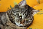gatto dorato