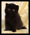 Exotic Shorthair