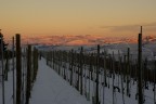 snow chronicles: sunset on the grapes snow chronicles: sunset on the grapes