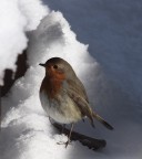 Pettirosso, Centro Cicogne e Anatridi Lipu Racconigi Pettirosso, Centro Cicogne e Anatridi Lipu Racconigi