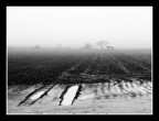 ...IN THE FOG... ...IN THE FOG...