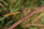 Ripescata tra le immagini mai postate. Nikon d50 con Sigma 150mm apo macro, 1/500 sec. f/9,5 a mano libera. Commenti e critiche gradite!