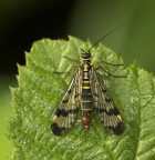 Mosca scorpione Mosca scorpione