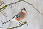 Ghiandaia sotto la nevicata Ghiandaia sotto la nevicata