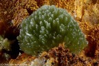 Pyromorphite Pyromorphite