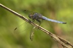 Orthetrum coerulescens (f) Orthetrum coerulescens (f)