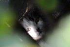 occhi di gatto - consigli per zona 'bruciata' occhi di gatto - consigli per zona 'bruciata'