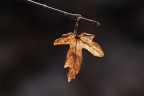 Un ramo, una foglia, l'ultima, tormentata dal vento e trafitta da un tiepido ed effimero sole. Nikon d80 con Sigma 150mm apo macro, 1/200 sec. f/7,1 con treppiede, lettura spot sulla foglia, compensazione dell'esposizione +1. Non torner sul posto, domani. So gi come  finita la storia. Commenti e critiche gradite!