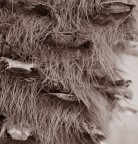 IL VISO NASCOSTO DELLA PALMA IL VISO NASCOSTO DELLA PALMA