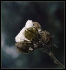 verra' la primavera! verra' la primavera!