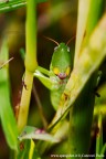 Tra l'erba Tra l'erba