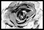 rosa b/n rosa b/n