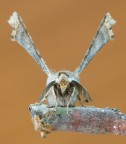 Falena Falena