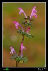 Lamium amplexicaule Lamium amplexicaule
