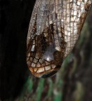 Lente d'ingrandimento Lente d'ingrandimento