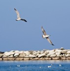 l'avevo visto prima io... l'avevo visto prima io...