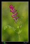 Fumaria Officinalis Fumaria Officinalis