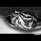 ::: TARTARUGHINA ::: ::: TARTARUGHINA :::