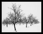 ...LA NEVICATA... ...LA NEVICATA...
