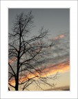 branches in the sky... branches in the sky...