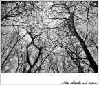 Stai attenta nel bosco... Stai attenta nel bosco...