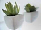 Cactus...... Cactus......