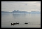 Lago trasimeno con papere Lago trasimeno con papere