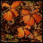 luci d'autunno luci d'autunno