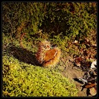 luci d'autunno luci d'autunno