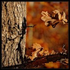 luci d'autunno luci d'autunno