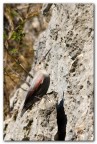 Premetto che questa e le altre immagini che posto sul muraiolo lasciano a desiderare come qualit... guardiamole con occhio naturalistico.
Oggi ho avuto la fortuna di incontrare durante una escursione lungo le falesie dell'alto Garda il picchio muraiolo... mi ha meravigliato il suo mimetismo ad ali chiuse e la sua capacit di fare concorrenza ai free climbing in arrampicata grazie alle sue unghie ricurve.
Con il lungo becco frugava in cerca di prede fra gli anfratti della roccia.
Un saluto.
Ivo