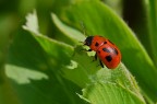 Coccinella Coccinella