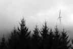 Uno strano albero Uno strano albero