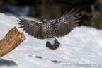 Nocciolaia in Volo