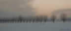 gelsi nella neve gelsi nella neve