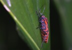 Rosso e nero