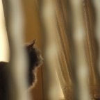 il gatto 2 il gatto 2