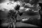 L'albero e la casetta L'albero e la casetta
