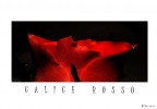 calice rosso calice rosso