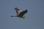 Ardea cinerea Ardea cinerea