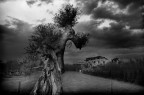 L'albero e la casetta 2 L'albero e la casetta 2