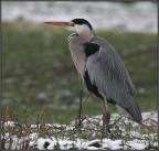 airone cenerino airone cenerino