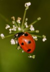 cocinella cocinella