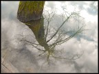 Tree reflections Tree reflections