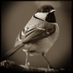 Cinciallegra Cinciallegra