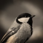 Cinciallegra Cinciallegra