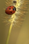 Coccinella Coccinella
